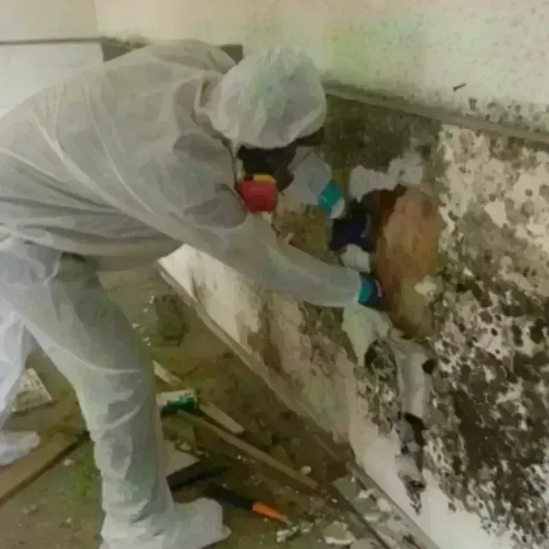 Mold Remediation and Removal in Mariemont, OH